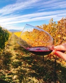Грузинское вино только в ноябре